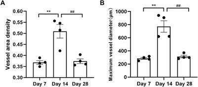 Optical coherence tomography angiography allows longitudinal monitoring of angiogenesis in the critical-sized defect model